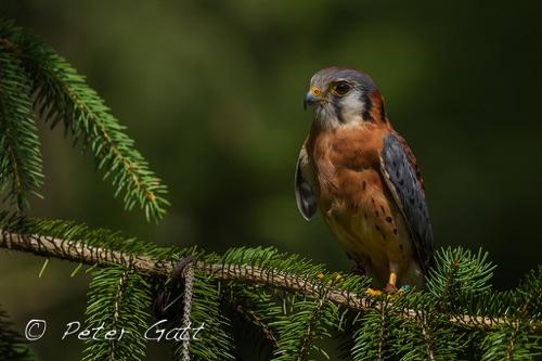 Birds Portrait08.jpg